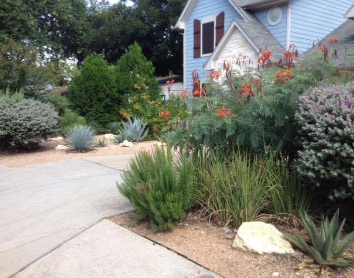 Drought-tolerant native planting beside a welcoming residential walkway